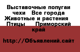 Выставочные попугаи чехи - Все города Животные и растения » Птицы   . Приморский край